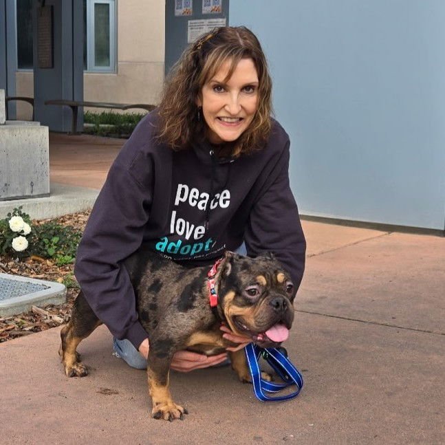 PEGGY - Bulldog available for adoption