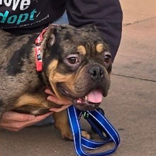 PEGGY - Bulldog available for adoption