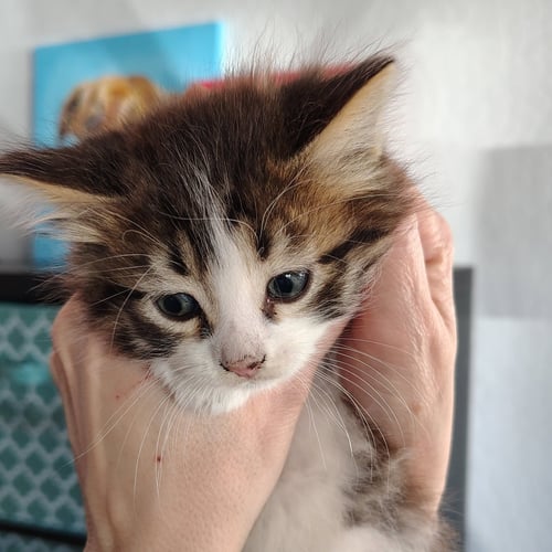 DASH - Domestic Medium Hair for adoption in San Jose