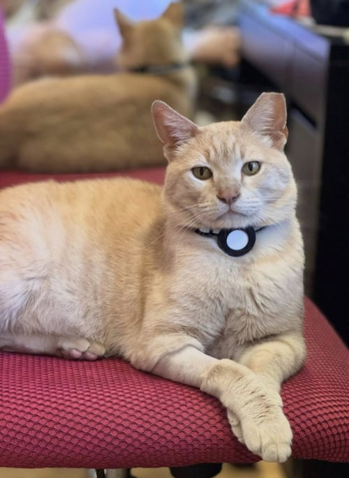 BEIGEY - Domestic Short Hair for adoption in Santa Clara