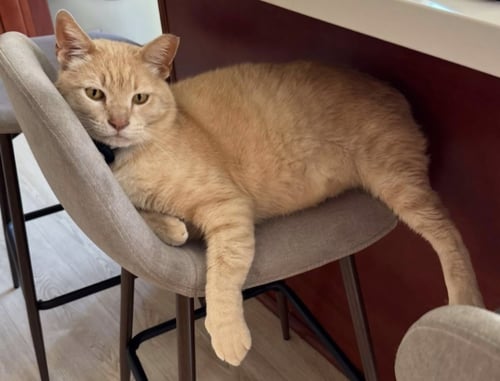 BEIGEY - Domestic Short Hair available for adoption