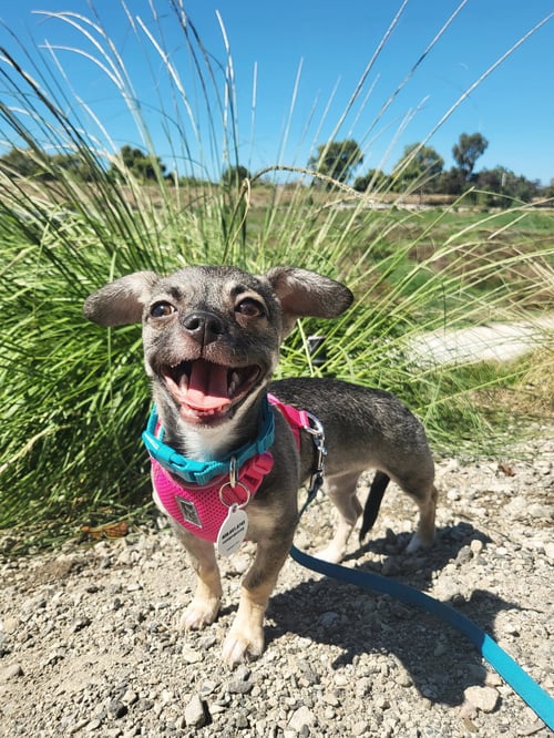 SABLE - Chihuahua available for adoption