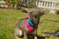 Sable - Photo 1