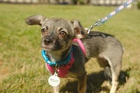 Sable - Photo 6