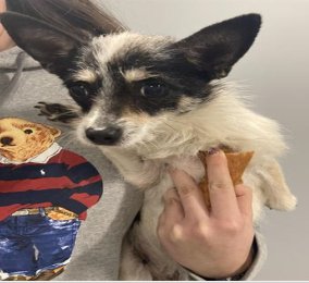 HOLLY - Chihuahua / Jack Russell Terrier available for adoption