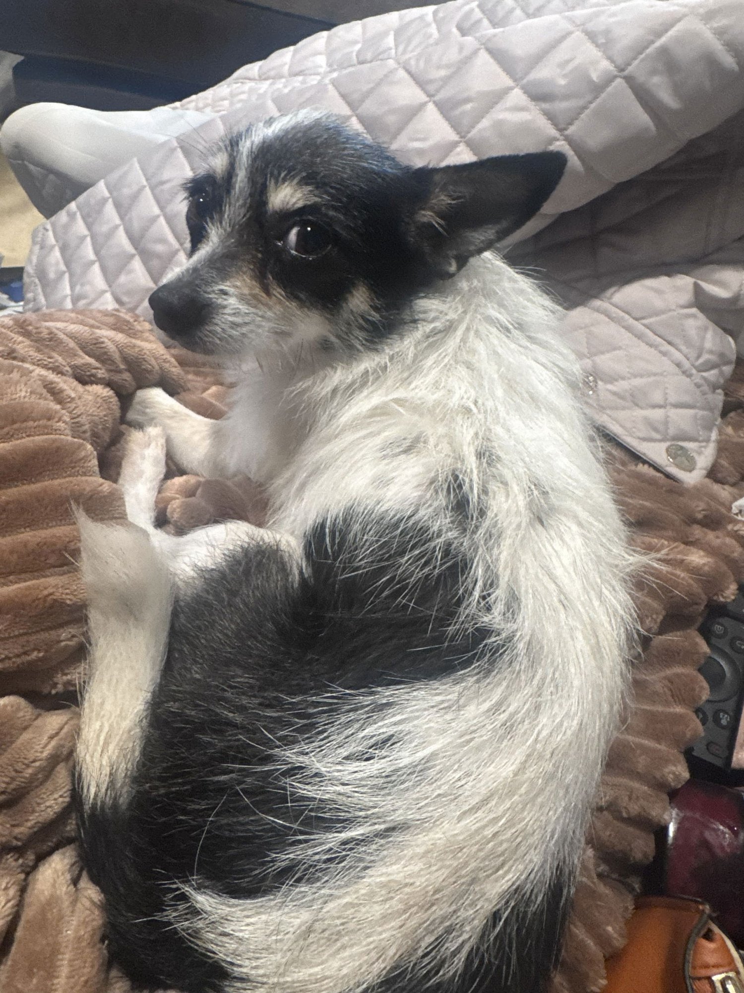 HOLLY - Chihuahua / Jack Russell Terrier available for adoption