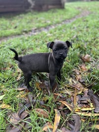 Aggie - Photo 5