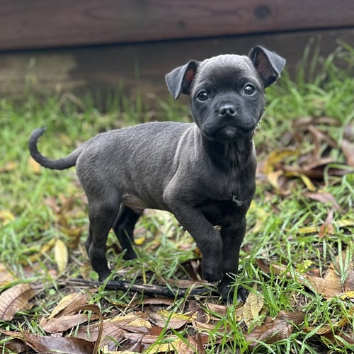 AGGIE - Chihuahua / Boxer available for adoption