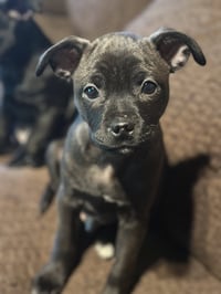 Aggie - Photo 7