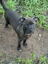 Aggie - Photo 1