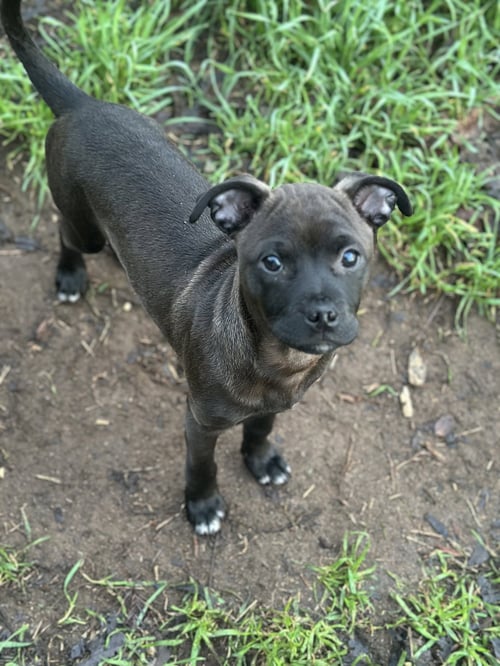 AGGIE - Chihuahua / Boxer for adoption in Roseville