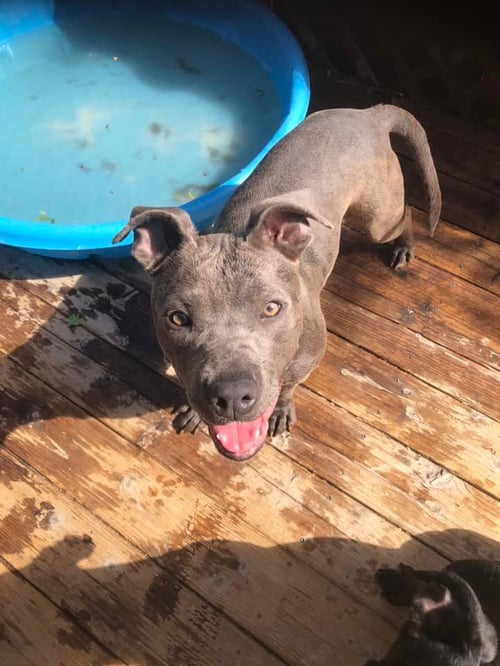 NORAH - American Staffordshire Terrier for adoption in Roseville