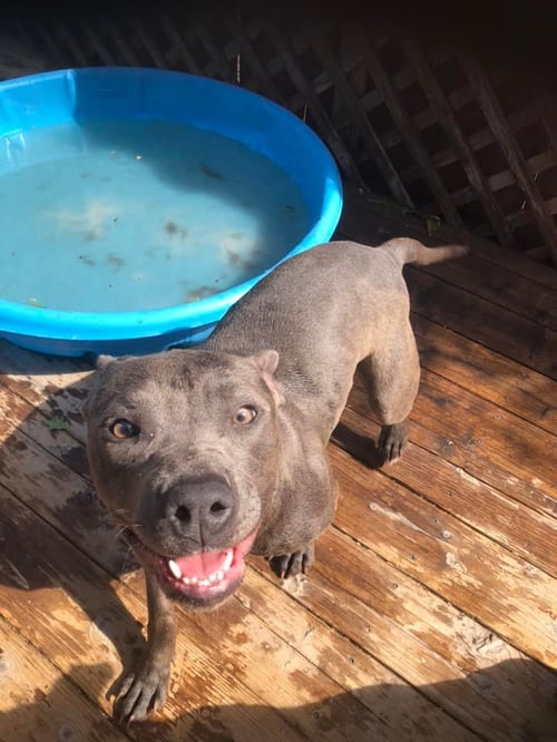 NORAH - American Staffordshire Terrier available for adoption