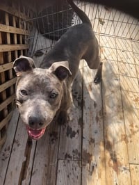 Norah - Photo 4