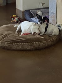 Squeaky - Photo 8
