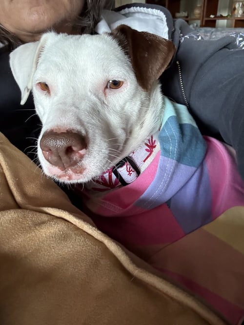 SQUEAKY - Terrier for adoption in Phoenix