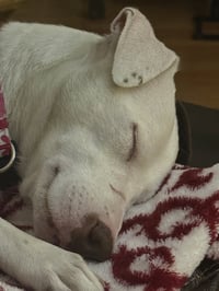 Squeaky - Photo 4
