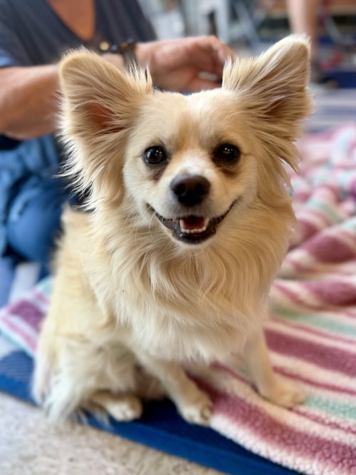 CARLOS - Pomeranian for adoption in Phoenix