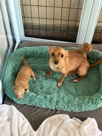 Willow - Photo 9