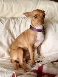 Willow - Photo 4