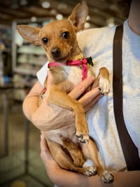 Willow - Photo 2