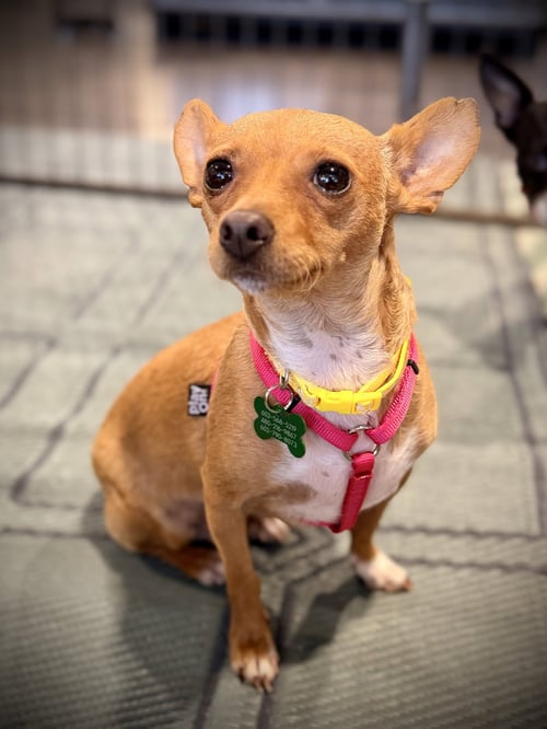 WILLOW - Chihuahua / Miniature Pinscher for adoption in Phoenix