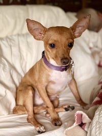 Willow - Photo 3