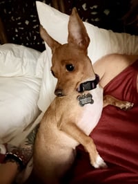 Willow - Photo 8