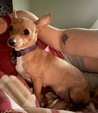 Willow - Photo 7