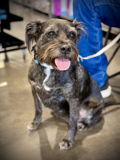 JASMINE - Schnauzer for adoption in Phoenix