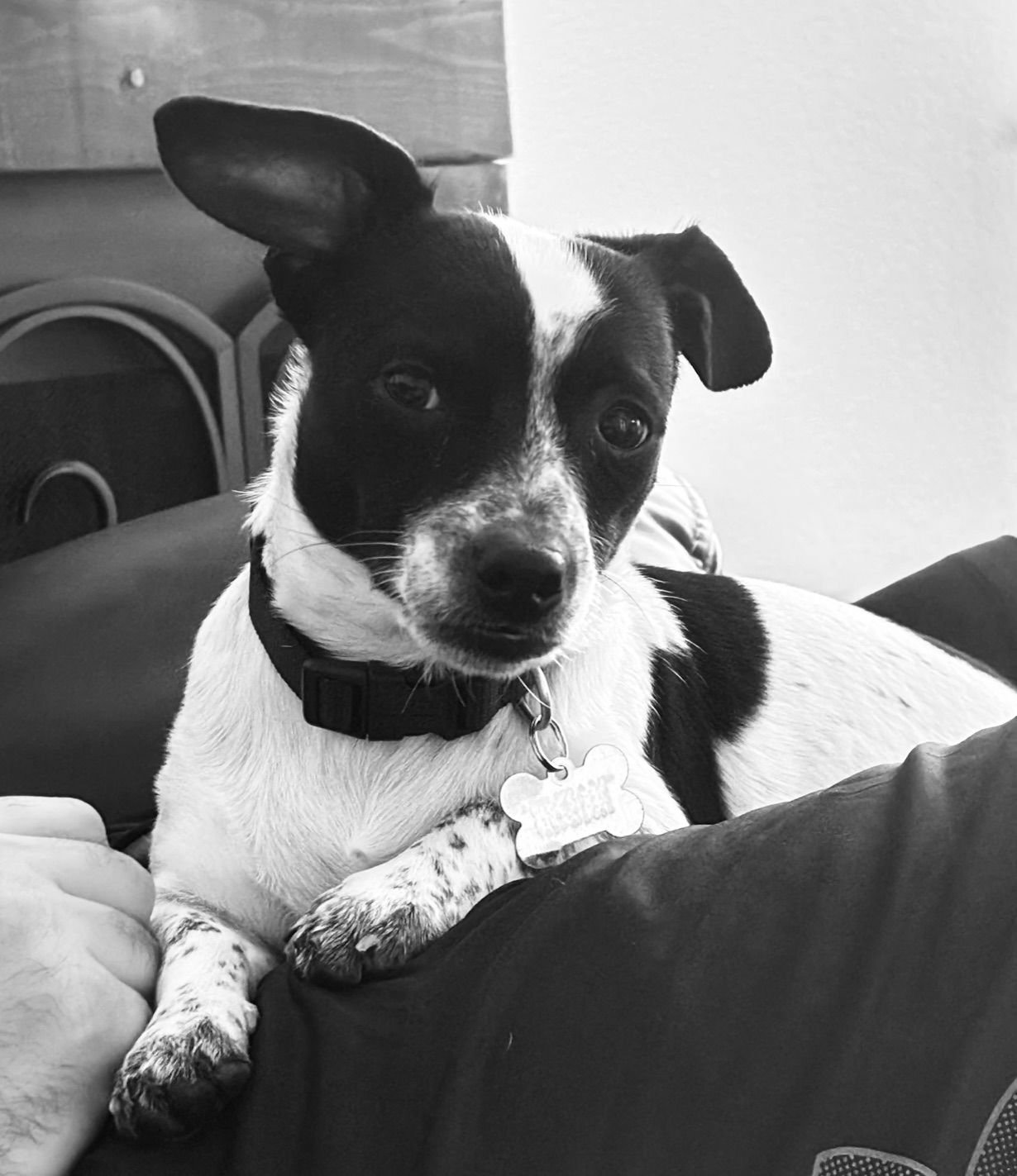 JORDAN - Rat Terrier / Dachshund available for adoption