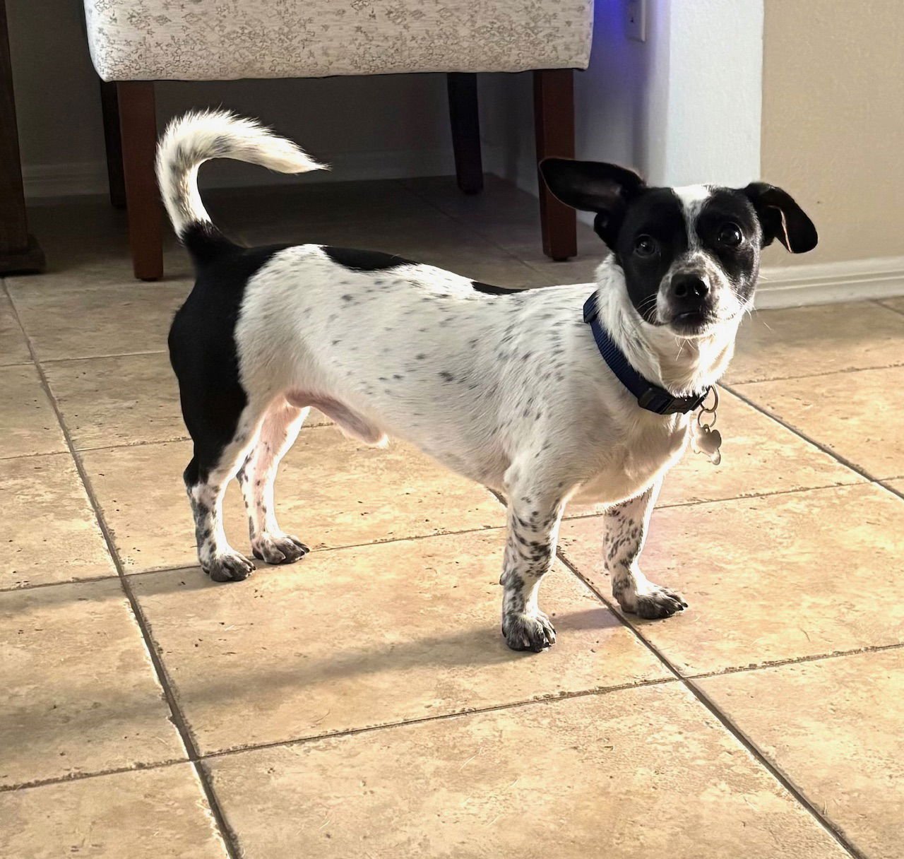 JORDAN - Rat Terrier / Dachshund available for adoption