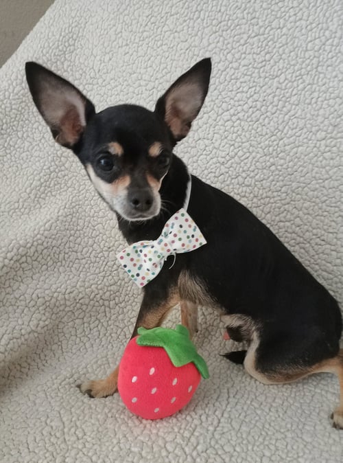 COSMO - Chihuahua for adoption in Phoenix