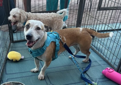SABRINA - Basset Hound available for adoption
