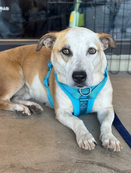SABRINA - Basset Hound for adoption in Phoenix