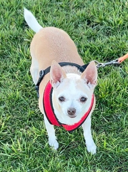 BABY - Chihuahua for adoption in Phoenix