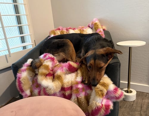 CLARK ***COURTESY POST*** - Hound available for adoption