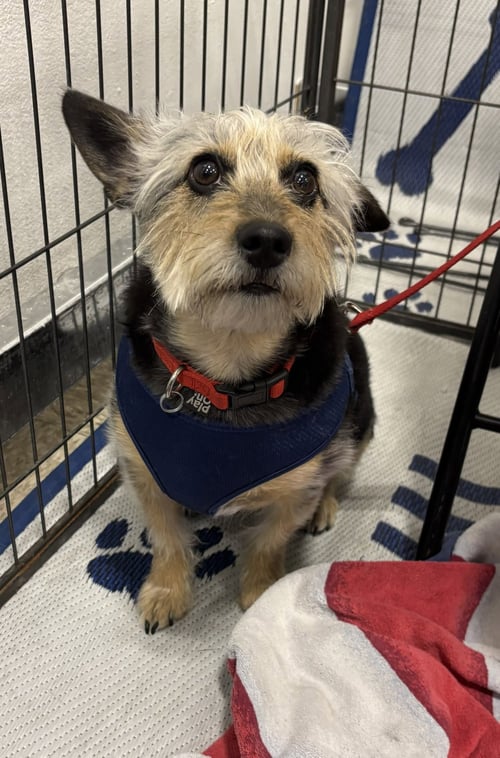 SIMON - Schnauzer / Terrier for adoption in Phoenix