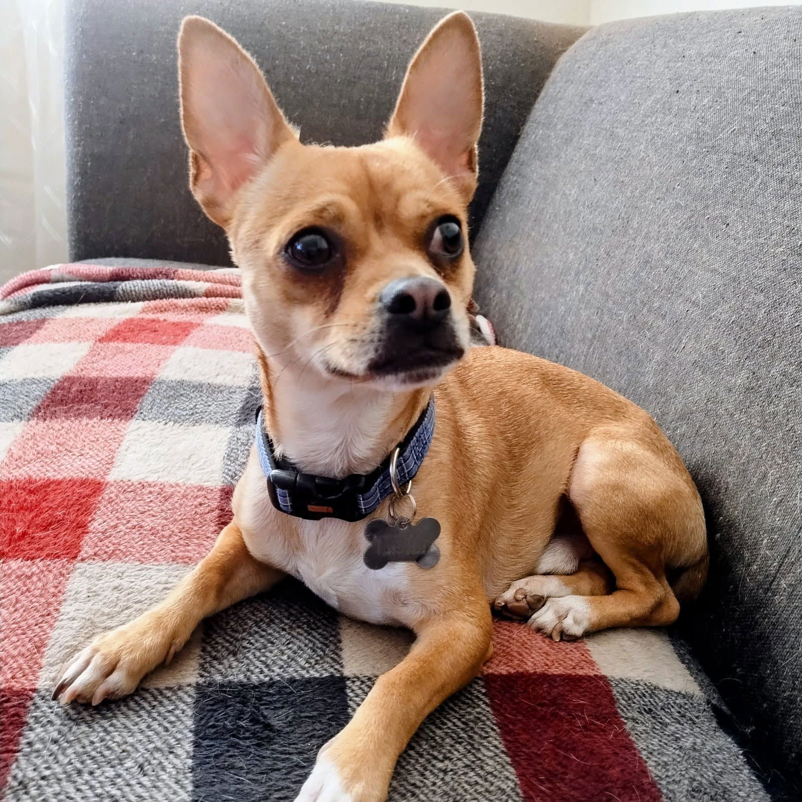 NOAH - Chihuahua available for adoption