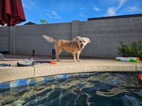 Lexi-Wheaten - Photo 2