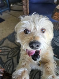 Lexi-Wheaten - Photo 5