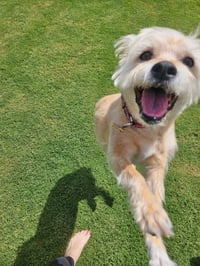 Lexi-Wheaten - Photo 4