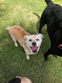 Lexi-Wheaten - Photo 3