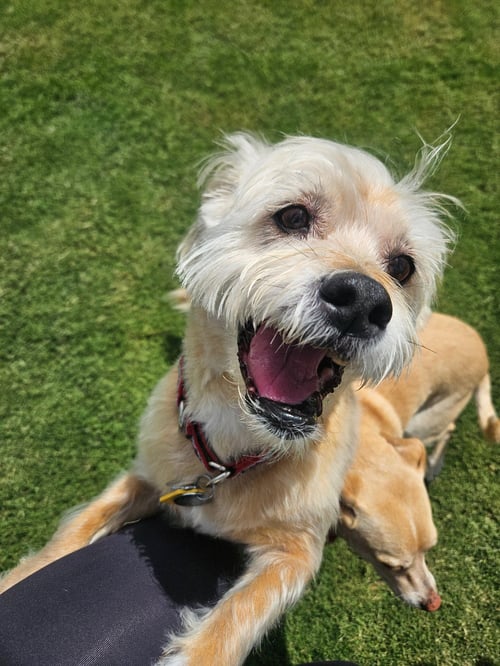 LEXI-WHEATEN - Wheaten Terrier for adoption in Phoenix