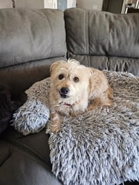 Lexi-Wheaten - Photo 6