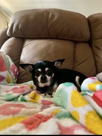 Missy - Photo 4