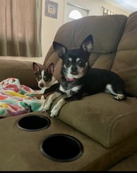 Missy - Photo 2