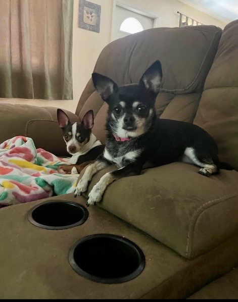 MISSY - Chihuahua available for adoption
