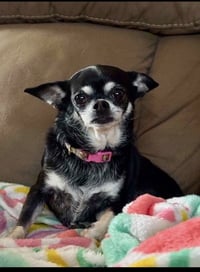 Missy - Photo 1