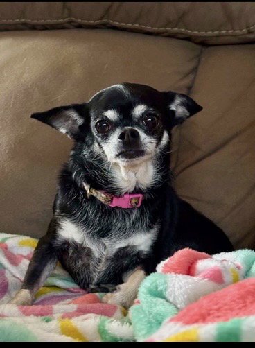 MISSY - Chihuahua for adoption in Phoenix